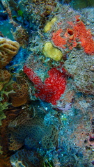 Monanchora arbuscula