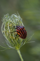 Graphosoma italicum italicum