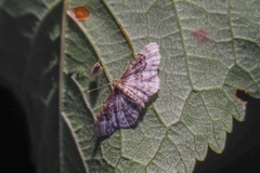 Idaea rusticata
