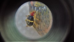 Gynandrobrotica