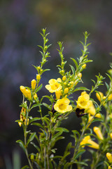 Aureolaria grandiflora