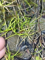 Schoenus maschalinus