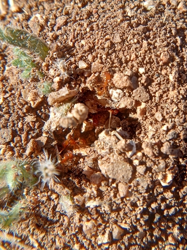 Golden Fire Ant photo 5