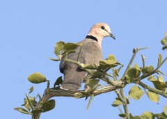 Streptopelia vinacea
