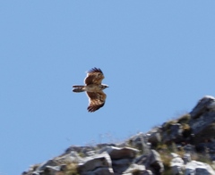 Polyboroides typus typus