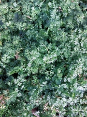 Torilis nodosa