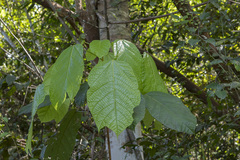 Sterculia villifera