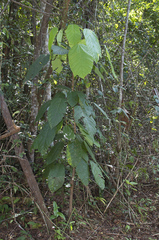 Sterculia villifera