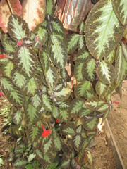 Episcia