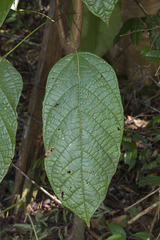 Sterculia villifera