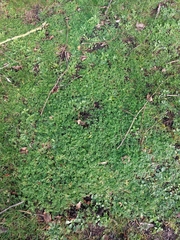 Torilis nodosa