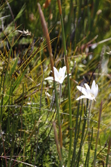 Knowltonia tenuifolia