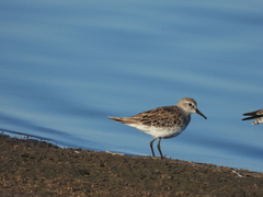 Calidris fuscicollis