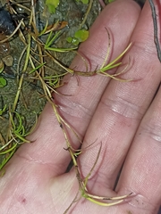 Schoenus maschalinus