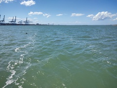 Tursiops truncatus gephyreus