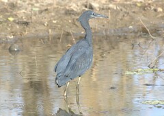 Egretta ardesiaca