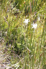 Knowltonia tenuifolia