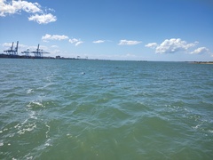 Tursiops truncatus gephyreus