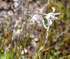 Knowltonia tenuifolia