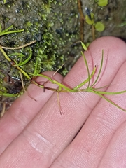 Schoenus maschalinus