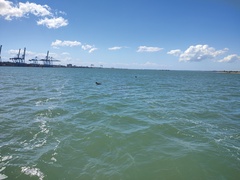 Tursiops truncatus gephyreus