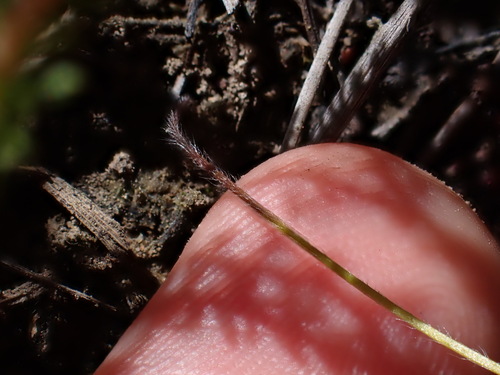 Image of Holothrix exilis by (c) Ren Hoekstra, some rights reserved (CC BY)