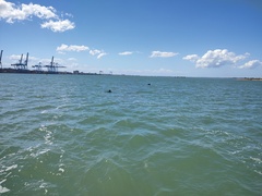 Tursiops truncatus gephyreus