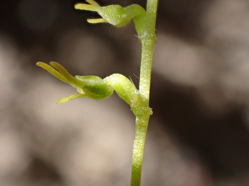 Image of Holothrix exilis by (c) Ren Hoekstra, some rights reserved (CC BY)