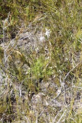 Knowltonia tenuifolia