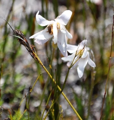 Knowltonia tenuifolia