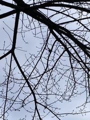 Thryothorus ludovicianus