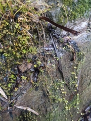 Schoenus maschalinus