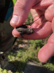 Sceloporus occidentalis