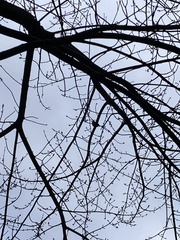 Thryothorus ludovicianus