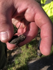 Sceloporus occidentalis
