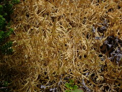 Antitrichia curtipendula