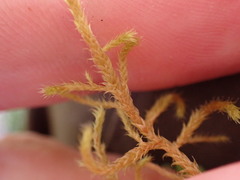 Antitrichia curtipendula