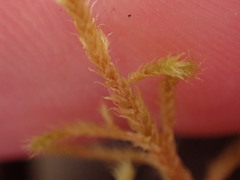 Antitrichia curtipendula