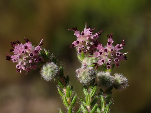 Image of Erica similis by (c) Ren Hoekstra, some rights reserved (CC BY)