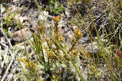 Thesium capitatum