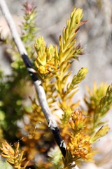 Thesium capitatum