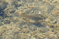 Parablennius parvicornis