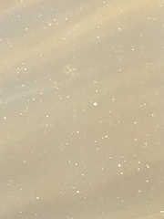 Craspedacusta sowerbii