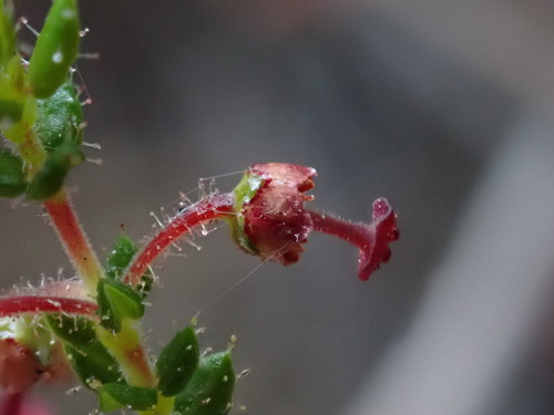 Flatleaf Mushroom Heath (Erica madida)