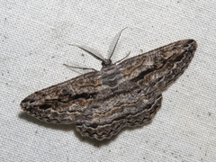 Scioglyptis chionomera