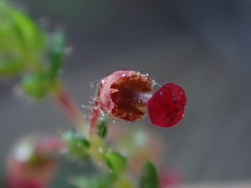 Image of Erica madida by (c) Ren Hoekstra, some rights reserved (CC BY)