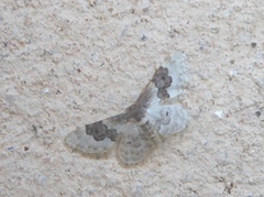 Idaea rusticata