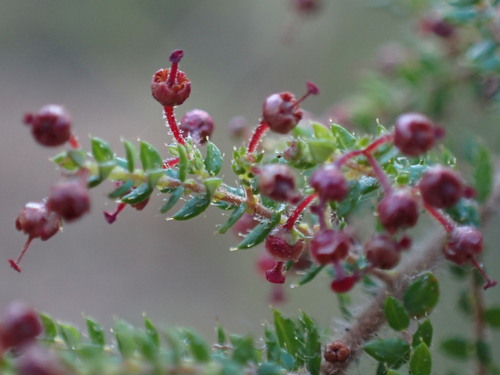 Image of Erica madida by (c) Ren Hoekstra, some rights reserved (CC BY)