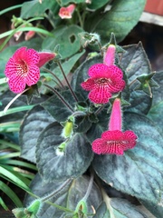 Kohleria amabilis
