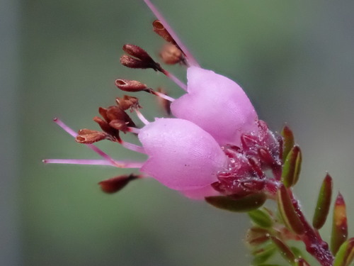 Image of Erica anguligera by (c) Ren Hoekstra, some rights reserved (CC BY)